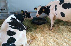 Scopri di più sull'articolo Stalle sociali: andamento positivo del conferimento latte da Parmigiano Reggiano