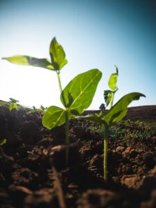 Scopri di più sull'articolo Alleanza Cooperative Agroalimentari: “La strategia UE non metta a rischio l’approvvigionamento alimentare”
